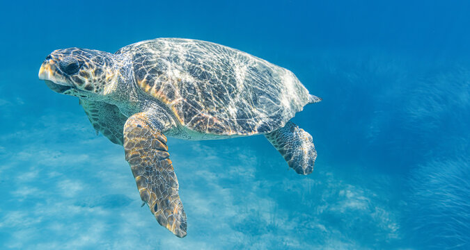 Caretta Caretta Turtle from Zakynthos, Greece, near Laganas beach, emerges to take a breath