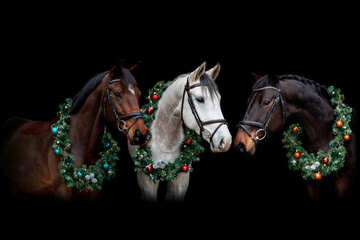 Three horses with christmas wreathe and lights portrait
