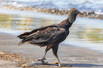 Tropical Black Vulture on Botafogo Beach Rio de Janeiro Brazil.