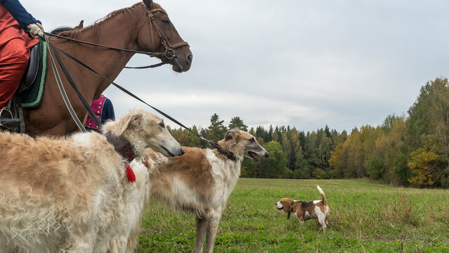 Beautiful russian borzoi or greyhound dogs with horse. Close-up view of dogs and hotse heads. Animal concept.