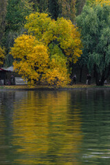Fototapeta na wymiar yellow tree in the park