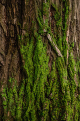 green moss on a tree trunk