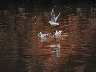 seagulls flying  on a lake