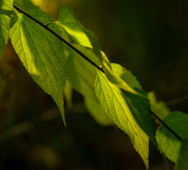 leaves, abstract green leaves texture, nature background
