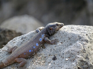 Canary Islands Lizard on a rock near the coast