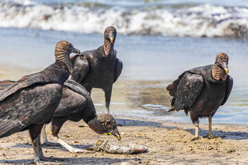 Tropical Black Vultures eat fish carcass Rio de Janeiro Brazil.