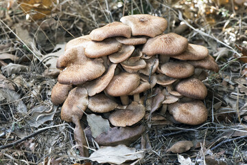 Armillaria tabescens Ringless honey mushroom light brown mushroom pink blades cuticle with scales growing in a large group on a semi-rotten trunk