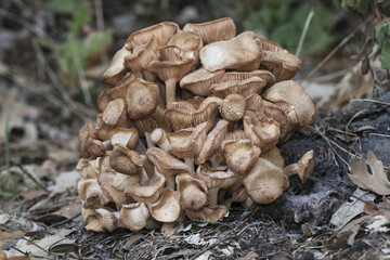 Armillaria tabescens Ringless honey mushroom light brown mushroom pink blades cuticle with scales growing in a large group on a semi-rotten trunk