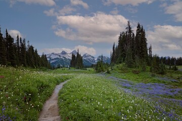 Summer hiking moments in Mt Rainier National Park in the Cascade Mountains of Washington State