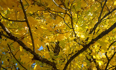 deep yellow autumn background of sunlit leaves