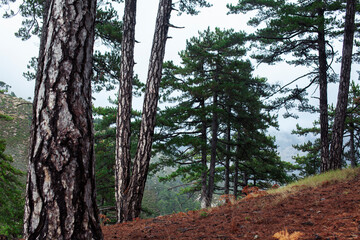 Pine forest landscape, natural background