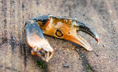 Close up of a dismembered crab claw on a rock on Whitby beach