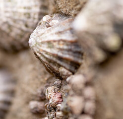 Close and selective focus on a limpet on a rock on Whitby Beach