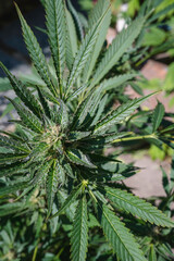 chanvre, cannabis, marijuana,
