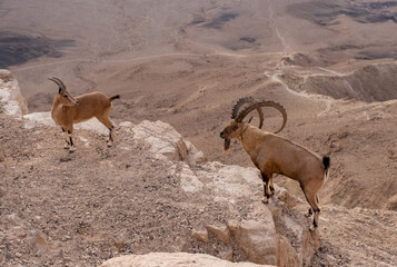 Female and male Nubian ibexes standing on the edge of the world's largest erosion crater, known as the Makhtesh Ramon, in the settlement Mitzpe Ramon, Negev Desert, Israel.