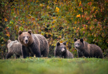 Obraz na płótnie Canvas Wild brown bear female with three cubs
