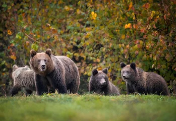Fototapeten Wild brown bear female with three cubs © Piotr Krzeslak