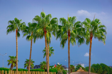 Fototapeta na wymiar View of palm trees against a dark stormy sky.