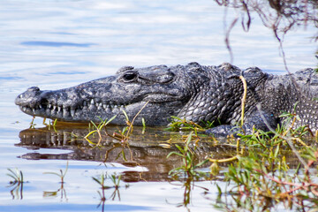 alligator in the swamp