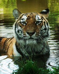 Tiger with flys at nose