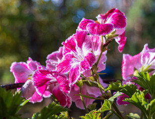 Beautiful pink pelargonium flower.