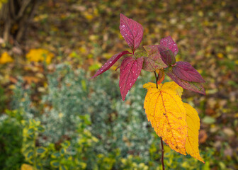 Burgundy and yellow autum leaves on a branch