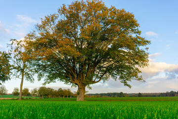 Fototapeta na wymiar old thick oak tree in the country