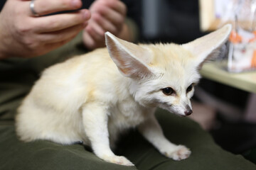 Fennec fox as pet. Wild animal at home. FoxFamilyFest (Fox Family Fest) 2021. Man with fox, fennec. Fennec foxes. Cute pet, foxes. White fennec. African fox (vulpes zerda). Lovely animal and people