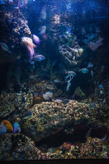 a marine aquarium with colorful stones and fish