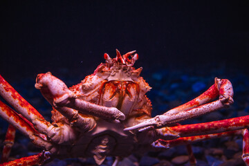 a crab standing inside the aquarium