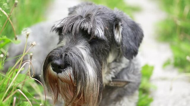 Close-up of a mittel schnauzer dog outdoors. Selective focus