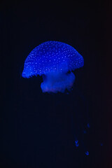 jellyfish glowing in the dark inside the aquarium