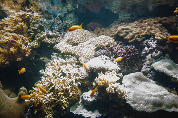 Fototapeta na wymiar a marine aquarium with colorful stones and fish