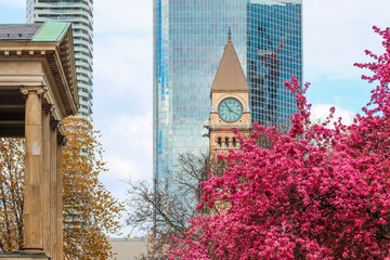 Crabapple blossoms in Spring with clocktower in background