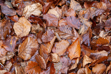 Leaves on the ground
