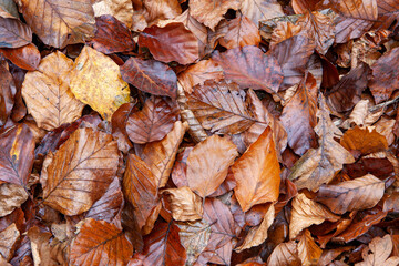 Leaves on the ground