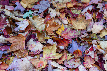 Leaves on the ground
