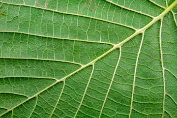 Macro of green leaf