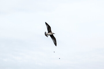 Seagulls in flight Romania 80