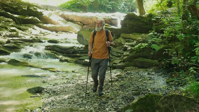 Travel Elderly Man of a Hiker With Backpack and Nordic Walking Sticks Through the Forest. Hike, Walk Along the River, Enjoy Nature. Active Retirement, Tourism And Hobby Concept.