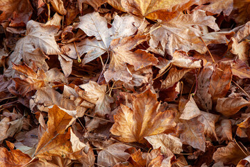 Leaves on the ground