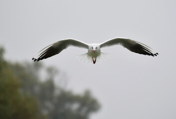 Seagulls in flight Romania 66