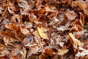 Leaves on the ground