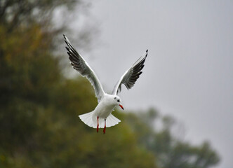 Seagulls in flight Romania 64