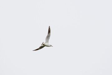 Seagulls in flight Romania 54