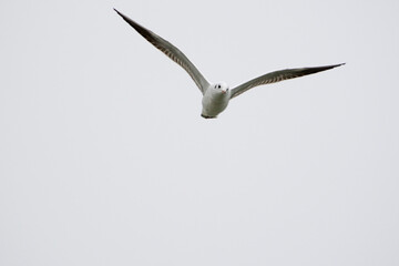 Seagulls in flight Romania 52