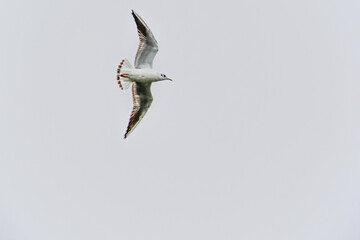 Seagulls in flight Romania 51