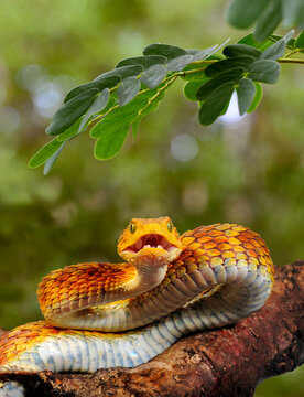 Green bush viper // Gr&uuml;ne Buschviper, Rankschuppige Buschviper (Atheris squamigera)