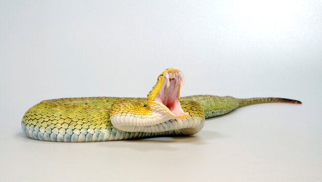 Leaf viper with its tongue out, Atheris squamigera, isolated on white Stock  Photo by Lifeonwhite