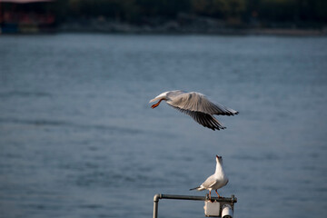 Seagulls in flight Romania 42